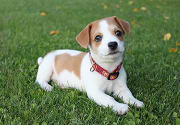 2-2. 5 Common Mistakes in Puppy Training and How to Avoid Them